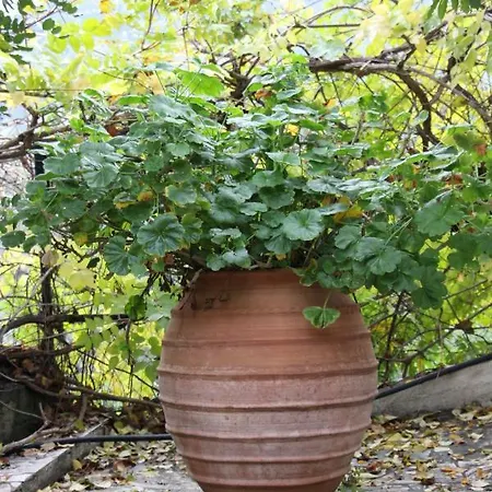 Krassi Epidaurus